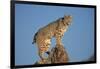 Bobcat Perched on Rocky Outcrop-W^ Perry Conway-Framed Photographic Print