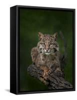 Bobcat Poses on Tree Branch 2-Galloimages Online-Framed Stretched Canvas