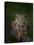 Bobcat Poses on Tree Branch 2-Galloimages Online-Stretched Canvas