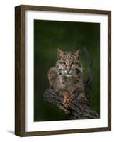 Bobcat Poses on Tree Branch 2-Galloimages Online-Framed Photographic Print