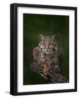 Bobcat Poses on Tree Branch 2-Galloimages Online-Framed Photographic Print