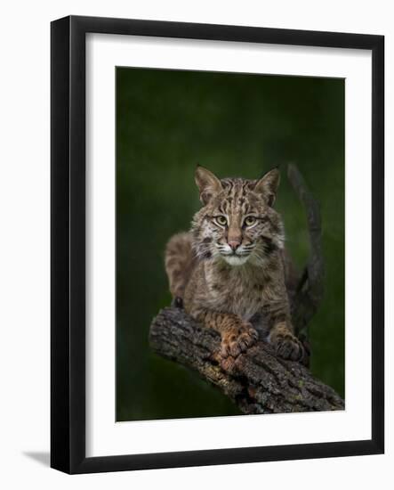 Bobcat Poses on Tree Branch 2-Galloimages Online-Framed Photographic Print