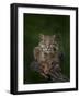 Bobcat Poses on Tree Branch 2-Galloimages Online-Framed Photographic Print