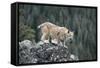 Bobcat Preparing to Jump, Montana-Richard and Susan Day-Framed Stretched Canvas