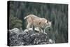 Bobcat Preparing to Jump, Montana-Richard and Susan Day-Stretched Canvas