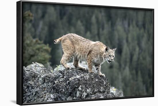 Bobcat Preparing to Jump, Montana-Richard and Susan Day-Framed Photographic Print