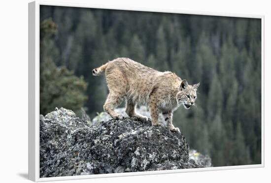 Bobcat Preparing to Jump, Montana-Richard and Susan Day-Framed Photographic Print