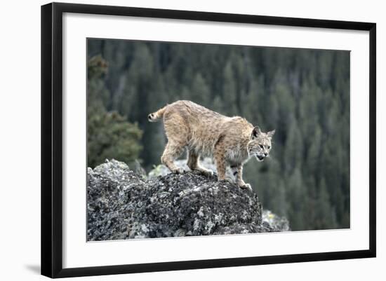 Bobcat Preparing to Jump, Montana-Richard and Susan Day-Framed Photographic Print