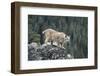 Bobcat Preparing to Jump, Montana-Richard and Susan Day-Framed Photographic Print