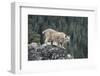 Bobcat Preparing to Jump, Montana-Richard and Susan Day-Framed Photographic Print