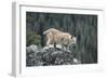 Bobcat Preparing to Jump, Montana-Richard and Susan Day-Framed Photographic Print