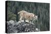 Bobcat Preparing to Jump, Montana-Richard and Susan Day-Stretched Canvas
