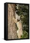 Bobcat profile, climbing tree, Montana-Yitzi Kessock-Framed Stretched Canvas