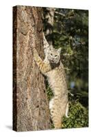 Bobcat profile, climbing tree, Montana-Yitzi Kessock-Stretched Canvas