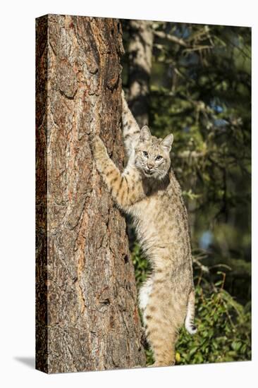 Bobcat profile, climbing tree, Montana-Yitzi Kessock-Stretched Canvas