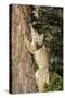Bobcat profile, climbing tree, Montana-Yitzi Kessock-Stretched Canvas