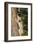 Bobcat profile, climbing tree, Montana-Yitzi Kessock-Framed Photographic Print