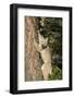 Bobcat profile, climbing tree, Montana-Yitzi Kessock-Framed Photographic Print