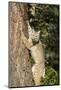 Bobcat profile, climbing tree, Montana-Yitzi Kessock-Mounted Photographic Print
