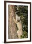 Bobcat profile, climbing tree, Montana-Yitzi Kessock-Framed Photographic Print