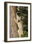 Bobcat profile, climbing tree, Montana-Yitzi Kessock-Framed Photographic Print