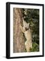 Bobcat profile, climbing tree, Montana-Yitzi Kessock-Framed Photographic Print