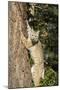 Bobcat profile, climbing tree, Montana-Yitzi Kessock-Mounted Photographic Print