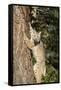 Bobcat profile, climbing tree, Montana-Yitzi Kessock-Framed Stretched Canvas