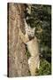 Bobcat profile, climbing tree, Montana-Yitzi Kessock-Stretched Canvas