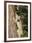 Bobcat profile, climbing tree, Montana-Yitzi Kessock-Framed Premium Photographic Print