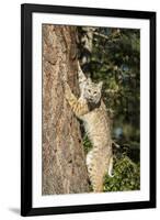 Bobcat profile, climbing tree, Montana-Yitzi Kessock-Framed Premium Photographic Print