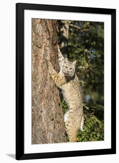 Bobcat profile, climbing tree, Montana-Yitzi Kessock-Framed Premium Photographic Print