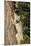 Bobcat profile, climbing tree, Montana-Yitzi Kessock-Mounted Premium Photographic Print