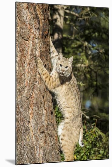 Bobcat profile, climbing tree, Montana-Yitzi Kessock-Mounted Premium Photographic Print