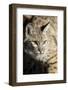 Bobcat profile-Yitzi Kessock-Framed Photographic Print