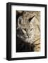 Bobcat profile-Yitzi Kessock-Framed Photographic Print