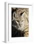 Bobcat profile-Yitzi Kessock-Framed Photographic Print