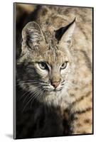 Bobcat profile-Yitzi Kessock-Mounted Photographic Print