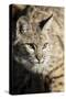 Bobcat profile-Yitzi Kessock-Stretched Canvas