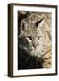 Bobcat profile-Yitzi Kessock-Framed Photographic Print