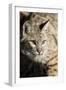 Bobcat profile-Yitzi Kessock-Framed Photographic Print
