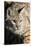 Bobcat profile-Yitzi Kessock-Stretched Canvas