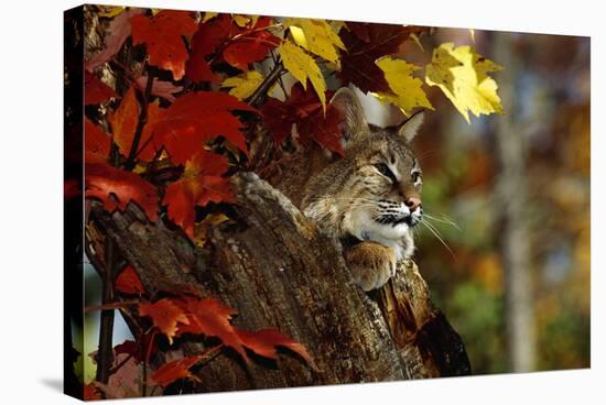 Bobcat Resting in a Tree-W^ Perry Conway-Stretched Canvas