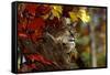 Bobcat Resting in a Tree-W^ Perry Conway-Framed Stretched Canvas