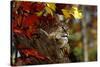 Bobcat Resting in a Tree-W^ Perry Conway-Stretched Canvas
