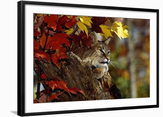 Bobcat Resting in a Tree-W^ Perry Conway-Framed Premium Photographic Print