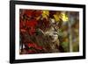 Bobcat Resting in a Tree-W^ Perry Conway-Framed Premium Photographic Print