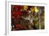 Bobcat Resting in a Tree-W^ Perry Conway-Framed Photographic Print