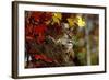 Bobcat Resting in a Tree-W^ Perry Conway-Framed Photographic Print