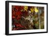 Bobcat Resting in a Tree-W^ Perry Conway-Framed Photographic Print